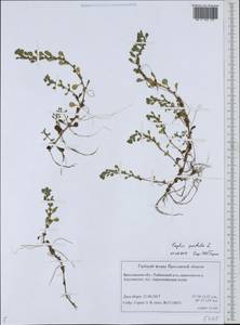 Lythrum portula (L.) D. A. Webb, Eastern Europe, Central forest region (E5) (Russia)