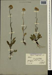 Tephroseris integrifolia subsp. jailicola (Juz.) Greuter, Crimea (KRYM) (Russia)
