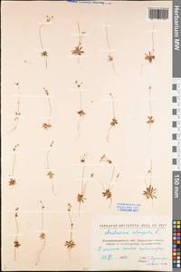 Androsace elongata L., Eastern Europe, North Ukrainian region (E11) (Ukraine)