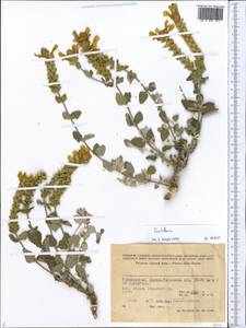 Scutellaria, Middle Asia, Pamir & Pamiro-Alai (M2) (Tajikistan)