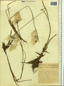 Eriophorum angustifolium Honck., Siberia, Western Siberia (S1) (Russia)