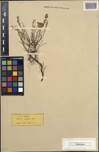 Thymus sipyleus Boiss., South Asia, South Asia (Asia outside ex-Soviet states and Mongolia) (ASIA) (Turkey)