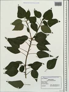 Hedera helix L., Crimea (KRYM) (Russia)