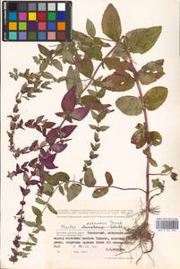 MHA 0 014 894, Mentha × dalmatica Tausch, Eastern Europe, Western region (E3) (Russia)
