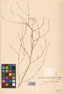 Corispermum filifolium C. A. Mey., Eastern Europe, Lower Volga region (E9) (Russia)