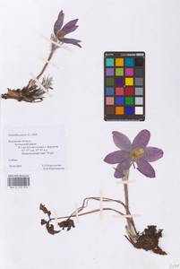 Pulsatilla patens (L.) Mill., Eastern Europe, Central region (E4) (Russia)