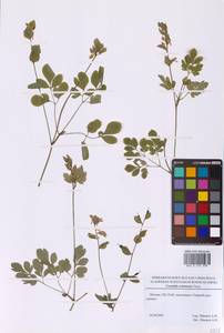 Corydalis ochotensis Turcz., Eastern Europe, Moscow region (E4a) (Russia)