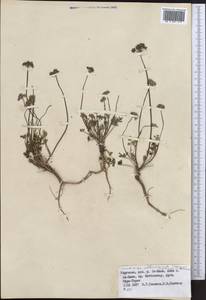 Lomatocarpa albomarginata (Schrenk) Pimenov & Lavrova, Middle Asia, Northern & Central Tian Shan (M4) (Kyrgyzstan)