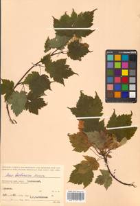 Acer barbinerve Maxim., Siberia, Russian Far East (S6) (Russia)