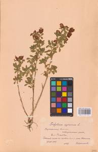 Trifolium aureum Pollich, Eastern Europe, Central forest-and-steppe region (E6) (Russia)