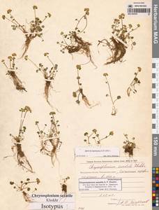 Chrysosplenium wrightii subsp. saxatile (Khokhr.) Vorosch., Siberia, Chukotka & Kamchatka (S7) (Russia)