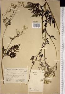 Anthriscus sylvestris subsp. sylvestris, Siberia, Chukotka & Kamchatka (S7) (Russia)