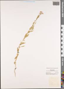 Haplophyllum versicolor Fisch. & C. A. Mey., Middle Asia, Karakum (M6) (Turkmenistan)