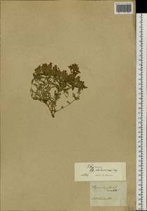 Thymus dahuricus Serg., Siberia, Baikal & Transbaikal region (S4) (Russia)