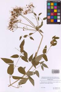 Clematis recta L., Eastern Europe, Moscow region (E4a) (Russia)