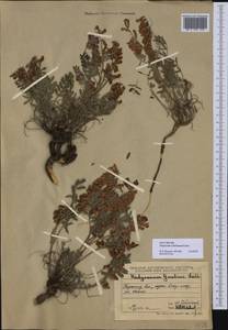 Hedysarum schellianum Knjaz., Middle Asia, Muyunkumy, Balkhash & Betpak-Dala (M9) (Kazakhstan)