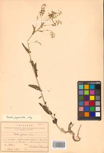 Isatis tinctoria L., Siberia, Russian Far East (S6) (Russia)