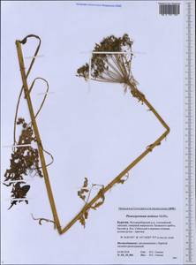 Pleurospermum uralense Hoffm., Siberia, Baikal & Transbaikal region (S4) (Russia)