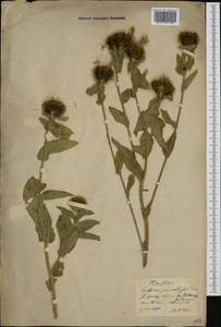 Centaurea pseudophrygia C. A. Mey., Western Europe (EUR) (Austria)