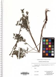 Artemisia armeniaca Lam., Eastern Europe, Middle Volga region (E8) (Russia)