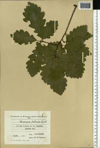 Quercus petraea (Matt.) Liebl., Eastern Europe, Moldova (E13a) (Moldova)