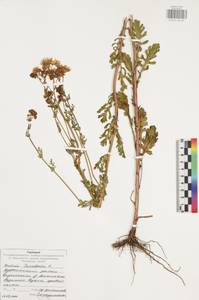 Jacobaea vulgaris subsp. vulgaris, Eastern Europe, Central region (E4) (Russia)