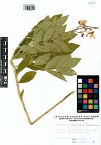 Dictamnus dasycarpus Turcz., Siberia, Baikal & Transbaikal region (S4) (Russia)