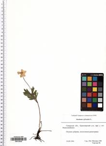 Anemone sylvestris L., Eastern Europe, Middle Volga region (E8) (Russia)
