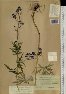 Aconitum ambiguum subsp. baicalense (Turcz. ex Rapaics) Vorosch., Siberia, Baikal & Transbaikal region (S4) (Russia)