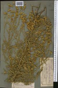 Pulicaria dysenterica (L.) Bernh., Middle Asia, Pamir & Pamiro-Alai (M2) (Tajikistan)