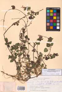 Lamium, South Asia, South Asia (Asia outside ex-Soviet states and Mongolia) (ASIA) (Turkey)