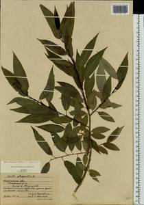 Salix fragilis L., Eastern Europe, Central region (E4) (Russia)