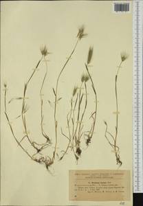 Hordeum marinum subsp. gussoneanum (Parl.) Thell., Western Europe (EUR) (Romania)