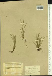 Carex capillaris L., Siberia, Altai & Sayany Mountains (S2) (Russia)