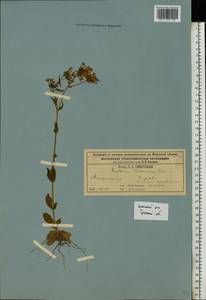 Centaurium erythraea, Eastern Europe, Central region (E4) (Russia)