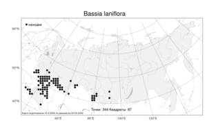 Bassia laniflora (S. G. Gmel.) A. J. Scott, Atlas of the Russian Flora (FLORUS) (Russia)