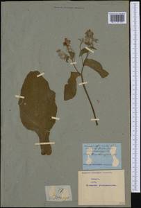 Borago officinalis L., Western Europe (EUR) (Not classified)