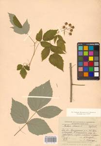 Rubus idaeus L., Eastern Europe, North-Western region (E2) (Russia)