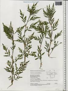 Ambrosia artemisiifolia L., Eastern Europe, Central region (E4) (Russia)