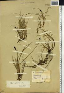 Carex bigelowii subsp. dacica (Heuff.) T.V.Egorova, Siberia, Central Siberia (S3) (Russia)