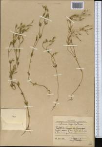 Centaurium pulchellum var. meyeri (Bunge) Omer, Middle Asia, Western Tian Shan & Karatau (M3) (Uzbekistan)