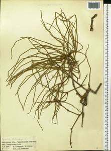 Ephedra distachya L., Eastern Europe, South Ukrainian region (E12) (Ukraine)