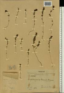 Euphrasia ×vernalis List, Eastern Europe, Central forest region (E5) (Russia)