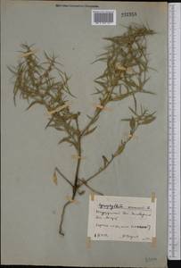 Agriophyllum pungens (Vahl) Link, Middle Asia, Northern & Central Kazakhstan (M10) (Kazakhstan)