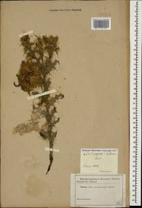 Cirsium echinus (M. Bieb.) Hand.-Mazz., Caucasus (no precise locality) (K0)