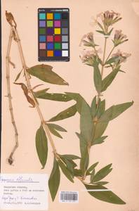 Saponaria officinalis L., Eastern Europe, Central region (E4) (Russia)