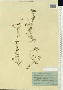 Chrysosplenium ramosum Maxim., Siberia, Russian Far East (S6) (Russia)