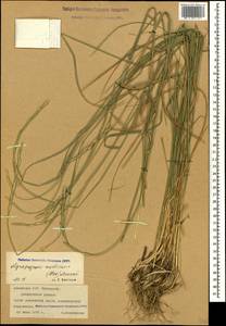 Elymus nodosus (Steven ex Griseb.) Melderis, Caucasus, Armenia (K5) (Armenia)