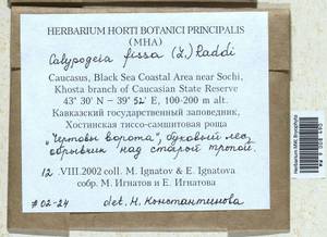 Calypogeia fissa (L.) Raddi, Bryophytes, Bryophytes - North Caucasus & Ciscaucasia (B12) (Russia)