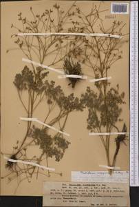 Thalictrum isopyroides C. A. Mey., Middle Asia, Western Tian Shan & Karatau (M3) (Kazakhstan)